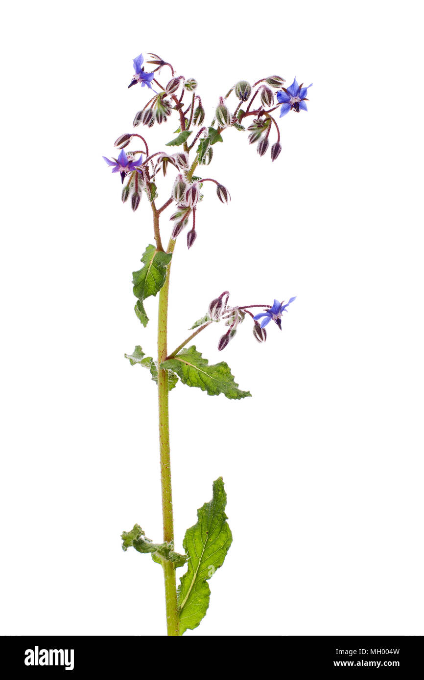 Kraut. Borago officinalis. Auf weiß isoliert. Stockfoto