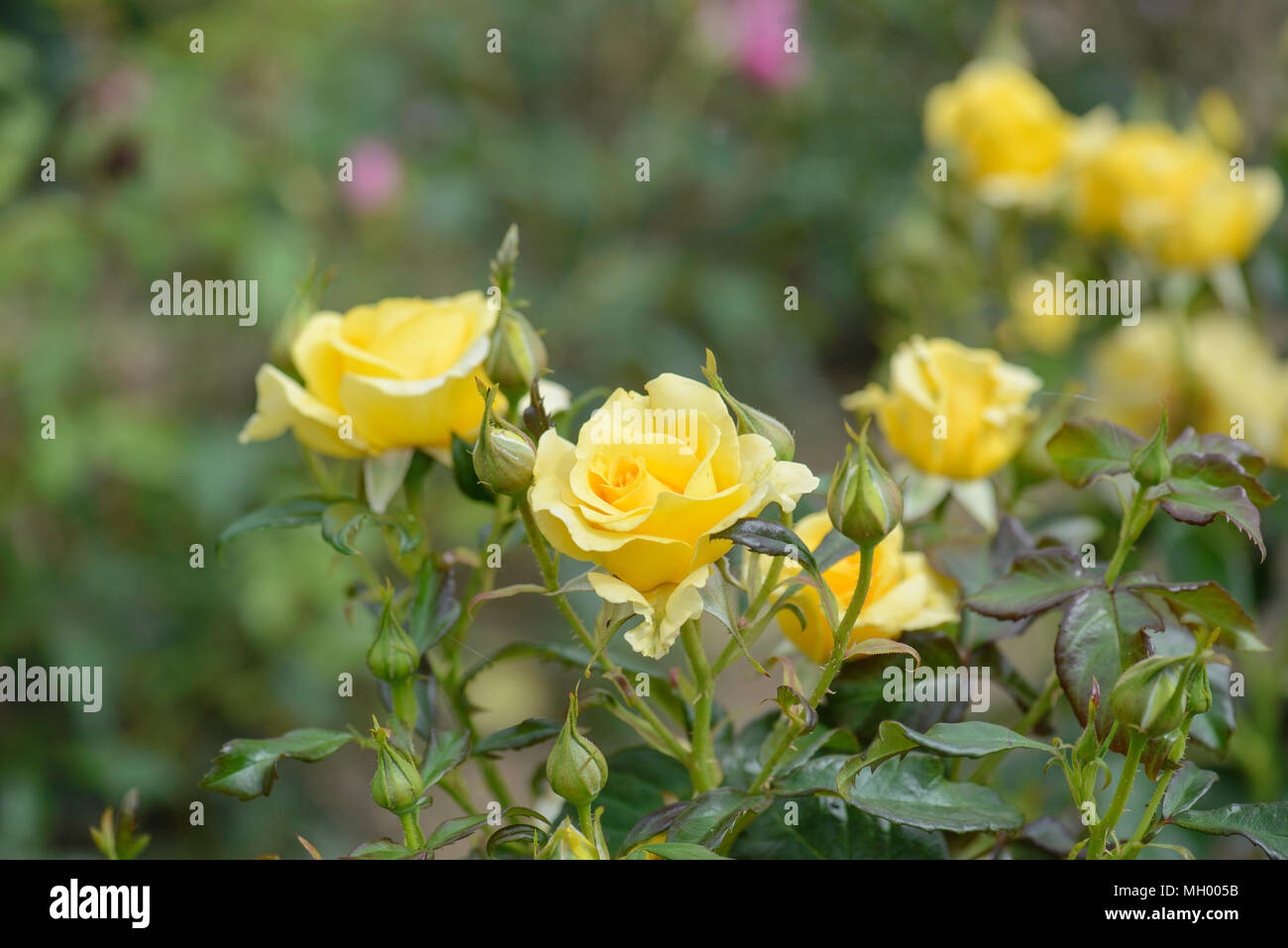 Rose glücklich Goldene Hochzeit Stockfoto