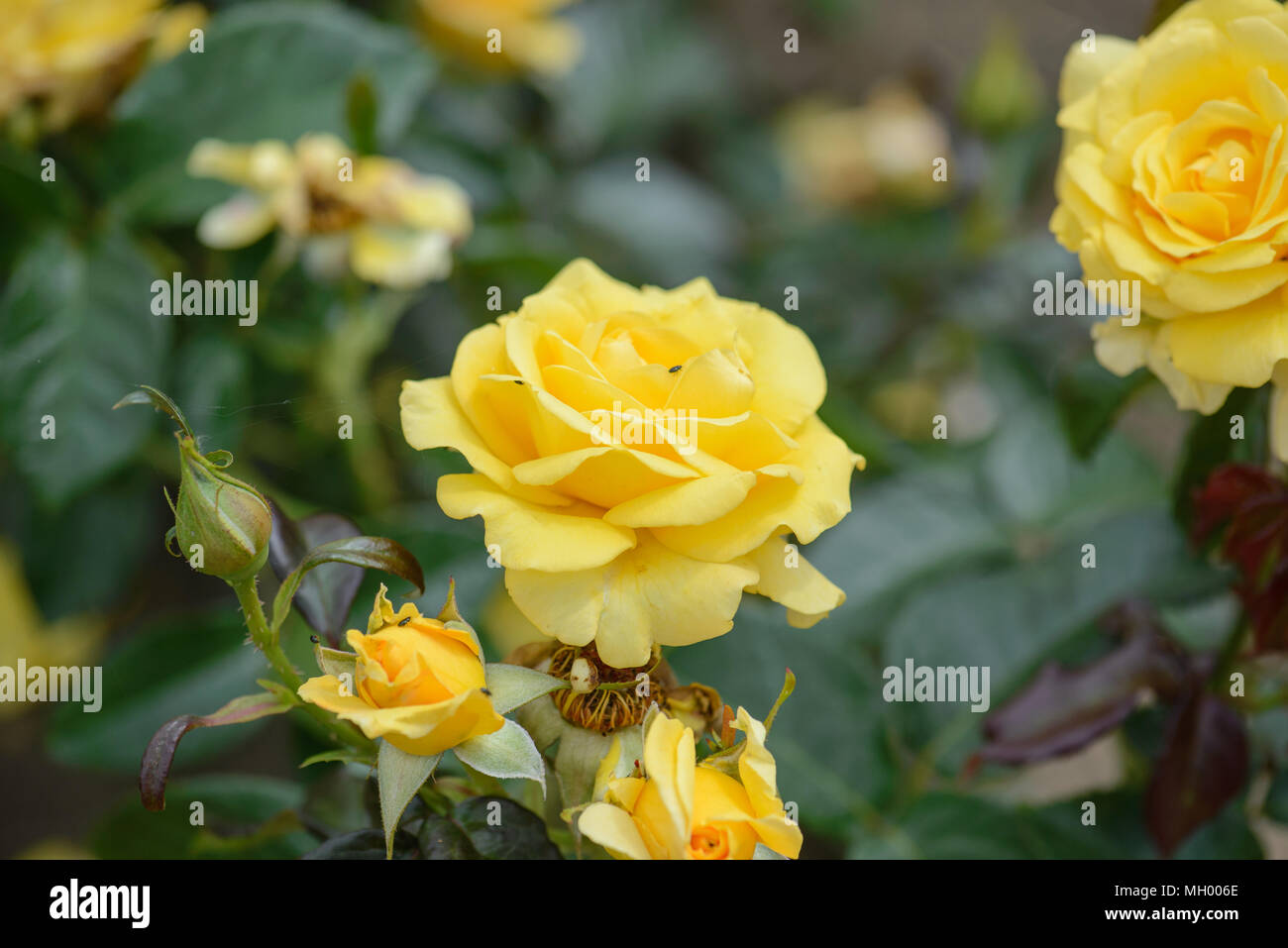 Rose glücklich Goldene Hochzeit Stockfoto