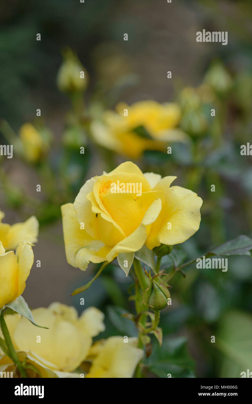 Rose glücklich Goldene Hochzeit Stockfoto