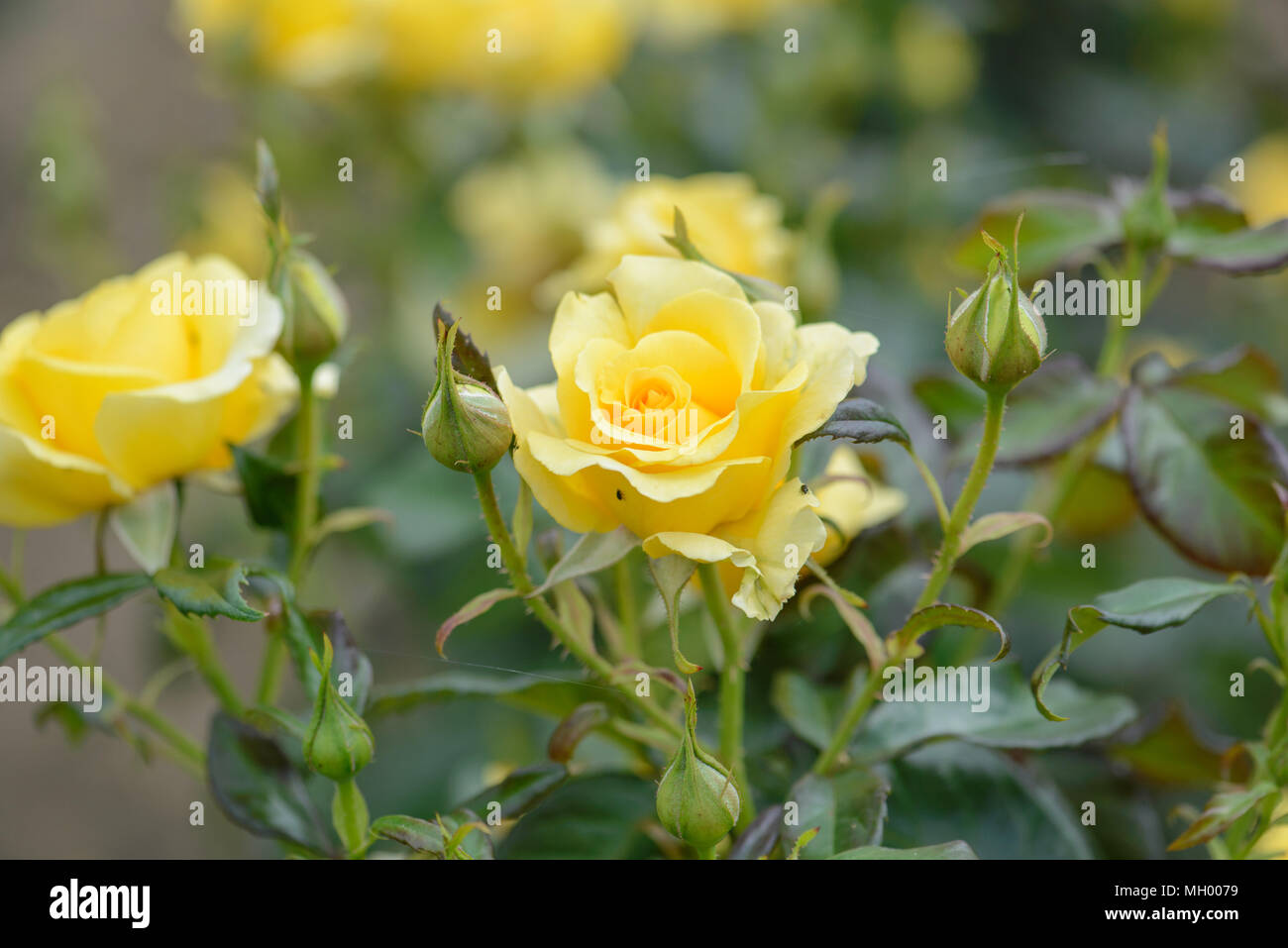 Rose glücklich Goldene Hochzeit Stockfoto