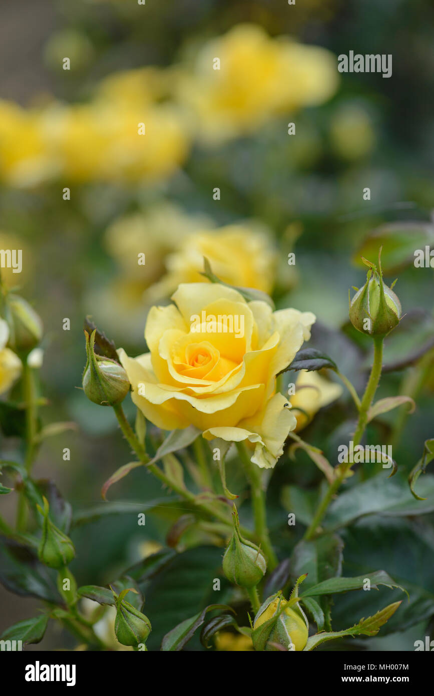 Rose glücklich Goldene Hochzeit Stockfoto