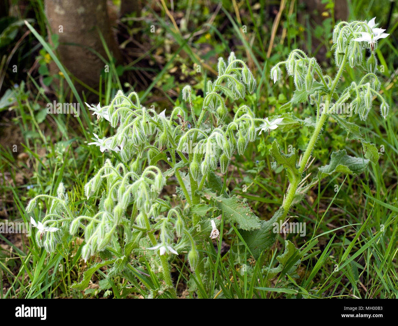 Weiß Borretsch, Borago officinalis. Schönen Kraut, weniger häufige Farbe. Stockfoto