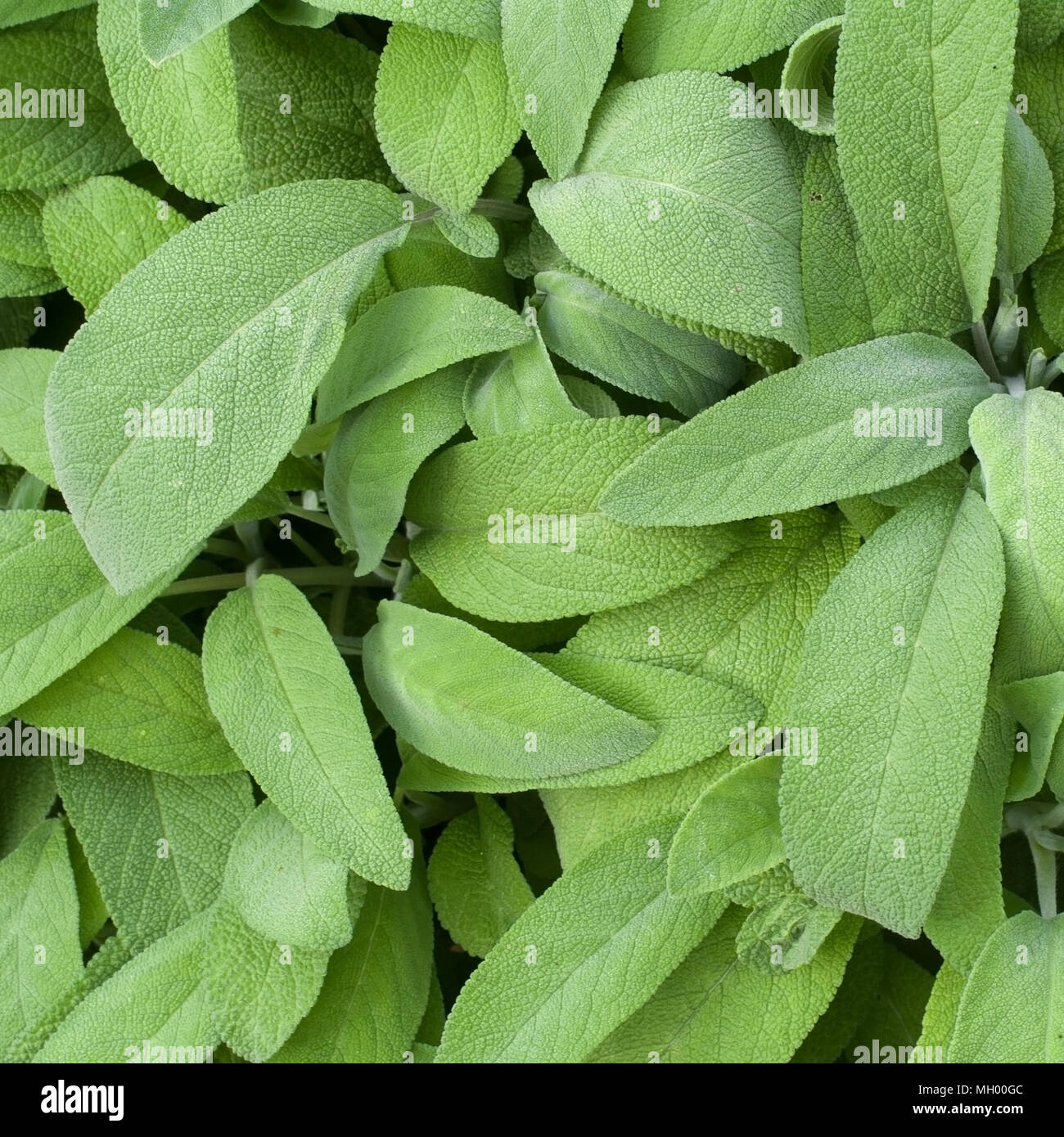 Salbei. Salvia Officinalis. Stockfoto