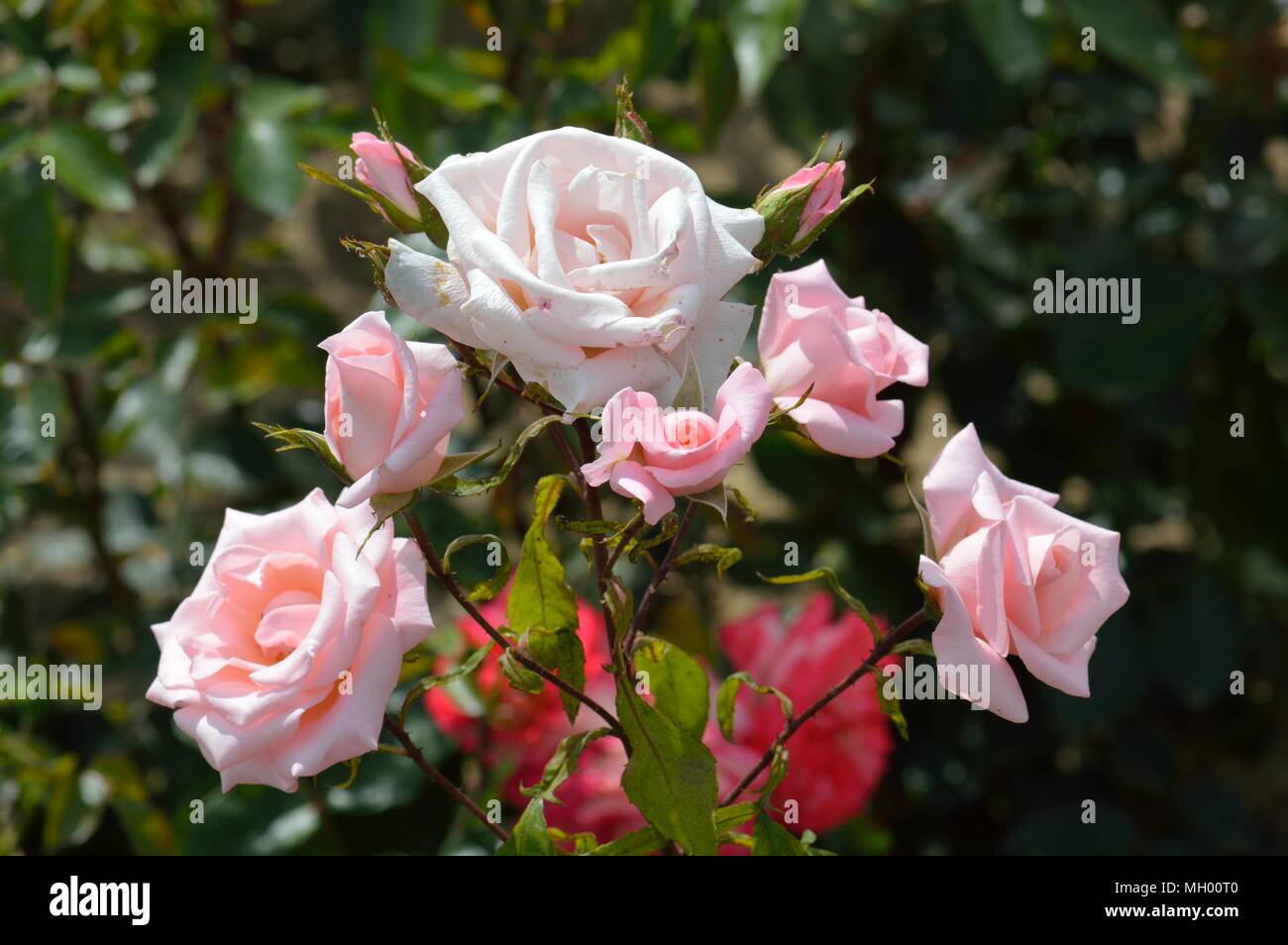 Rose glücklichen Ruhestand Stockfoto