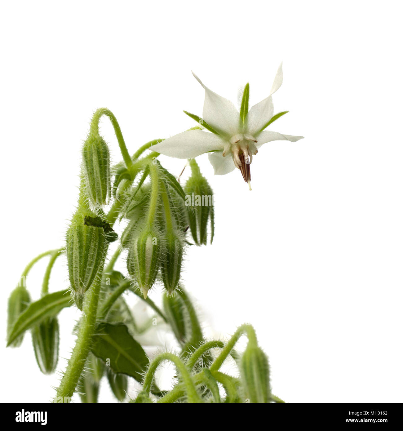 Weiß Borretsch, Borago officinalis. Schönen Kraut, weniger häufige Farbe. Stockfoto
