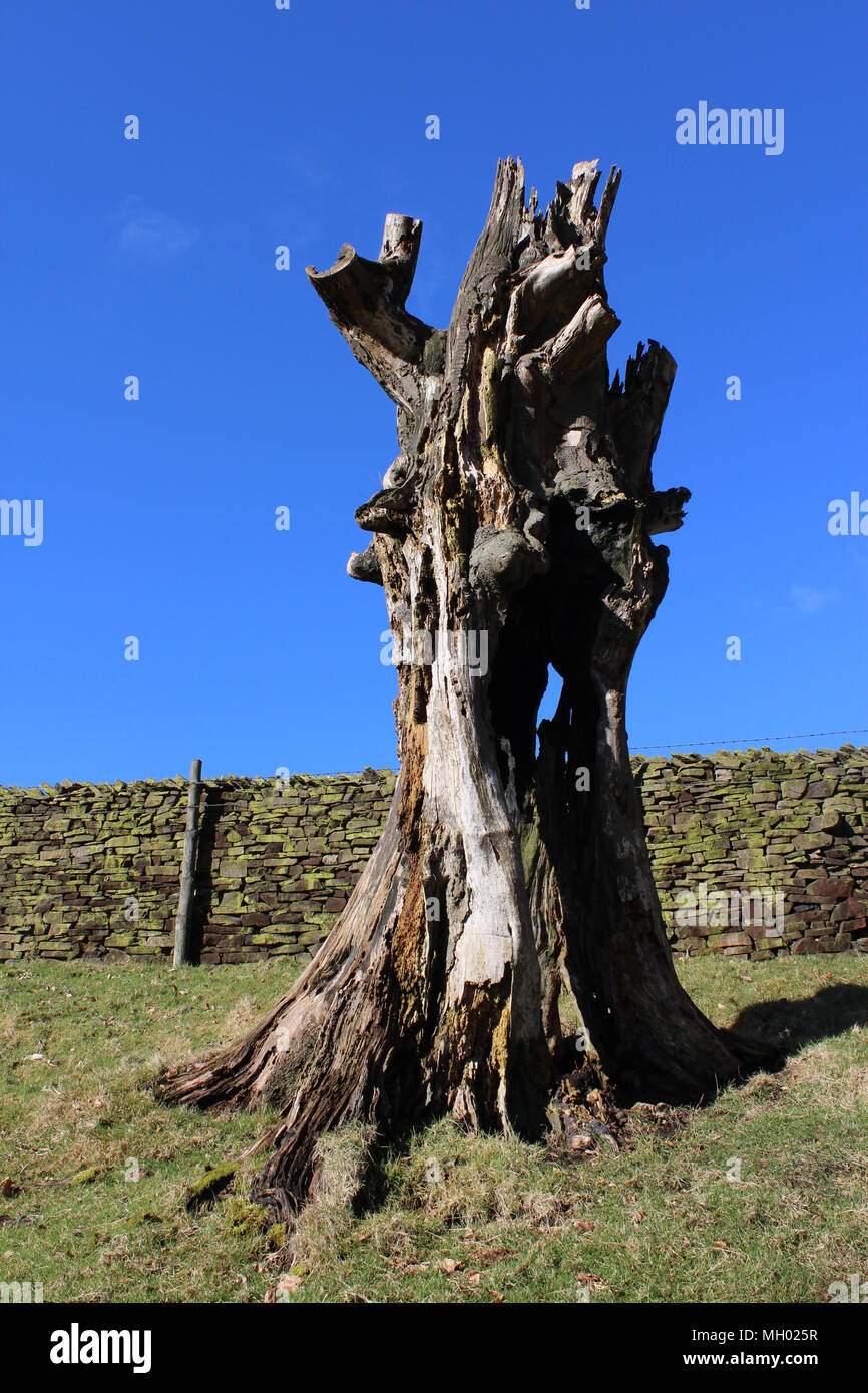 Interessante verzerrte toten Baumstumpf, vor dem Hintergrund des blauen Himmels, in einer ländlichen Umgebung. Stockfoto