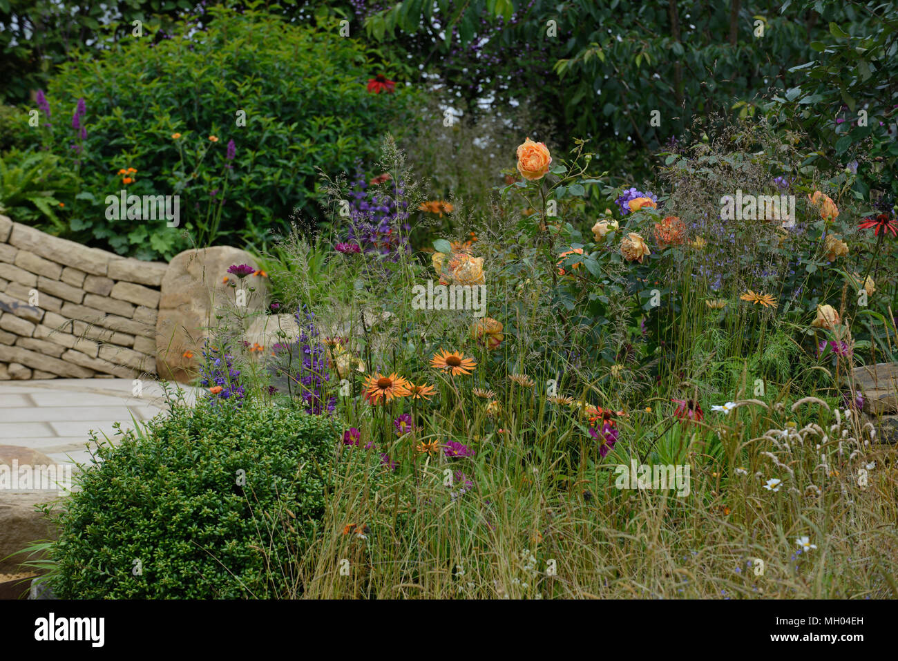 Rose Lady von Shalott underplanted in einem Garten mit Stauden Stockfoto