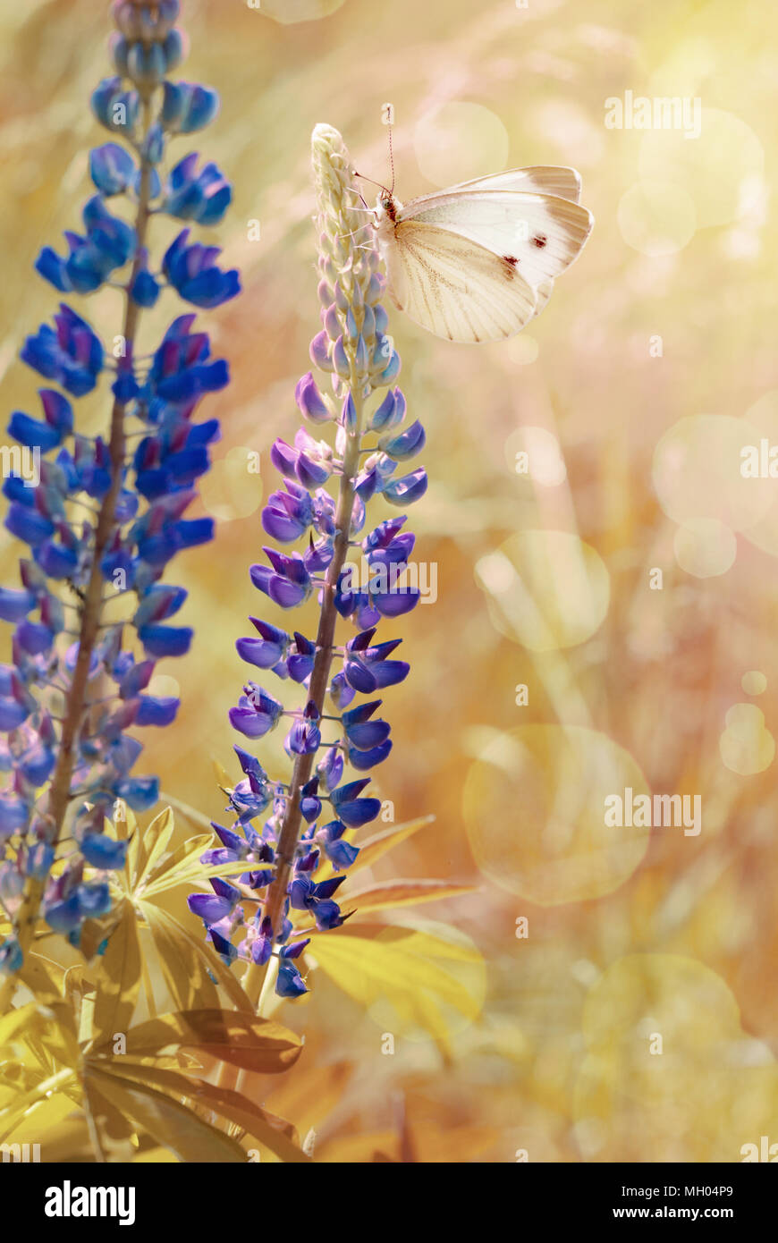 Vintage Bild der blauen Lupine Blumen und weißen Schmetterling bei Sonnenaufgang Stockfoto