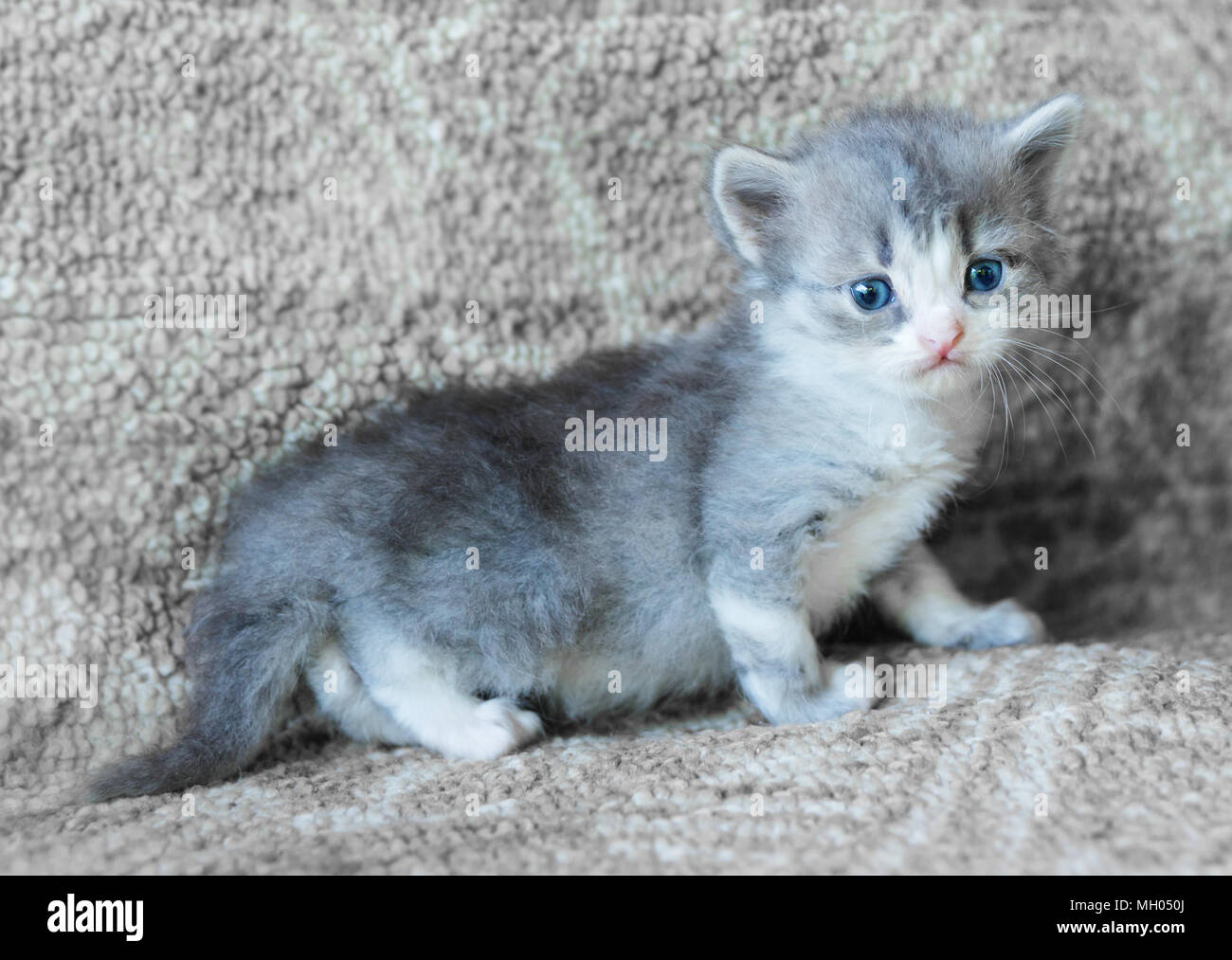 Grau flauschige Katze mit blauen Augen in die Kamera schaut Stockfoto