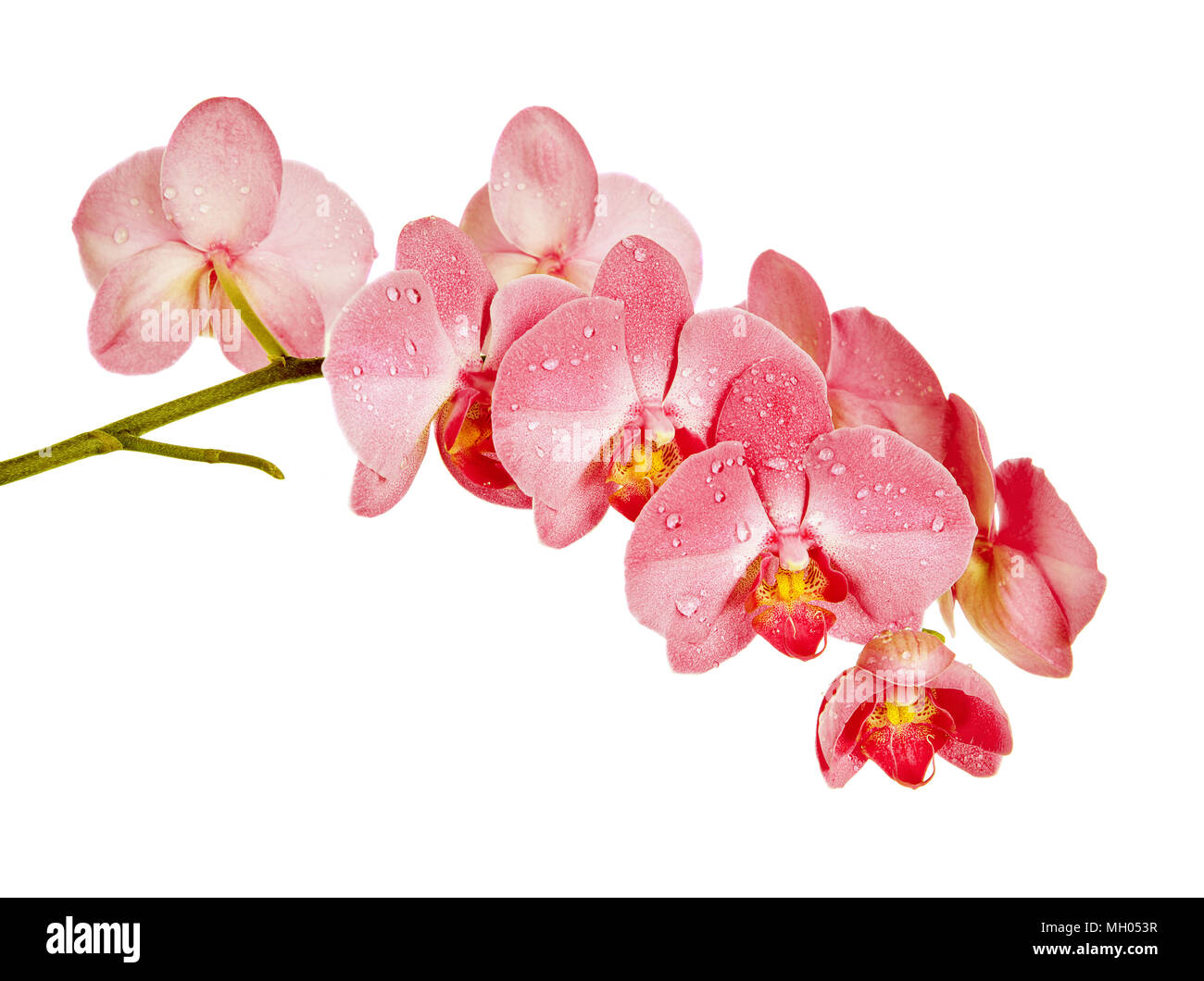 Blühender Zweig der Rote Orchidee Blumen auf weißem Hintergrund Stockfoto