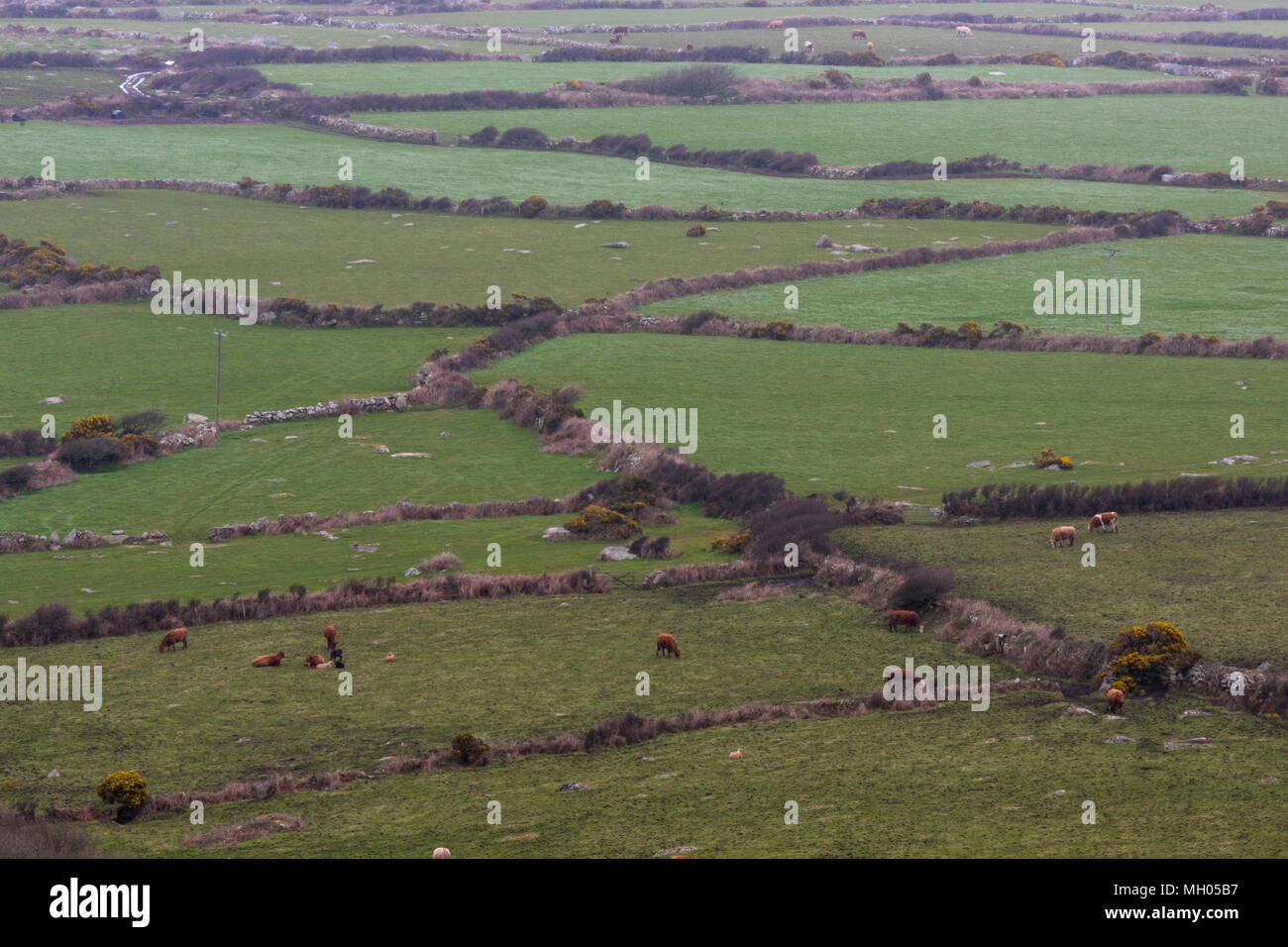 Ein Feld System im Einsatz mit steinernen Trockenmauern walling in der Landschaft auf der Cornish Kosten in Cornwall. Felder und die Landschaftspflege durch die Landwirte. Stockfoto