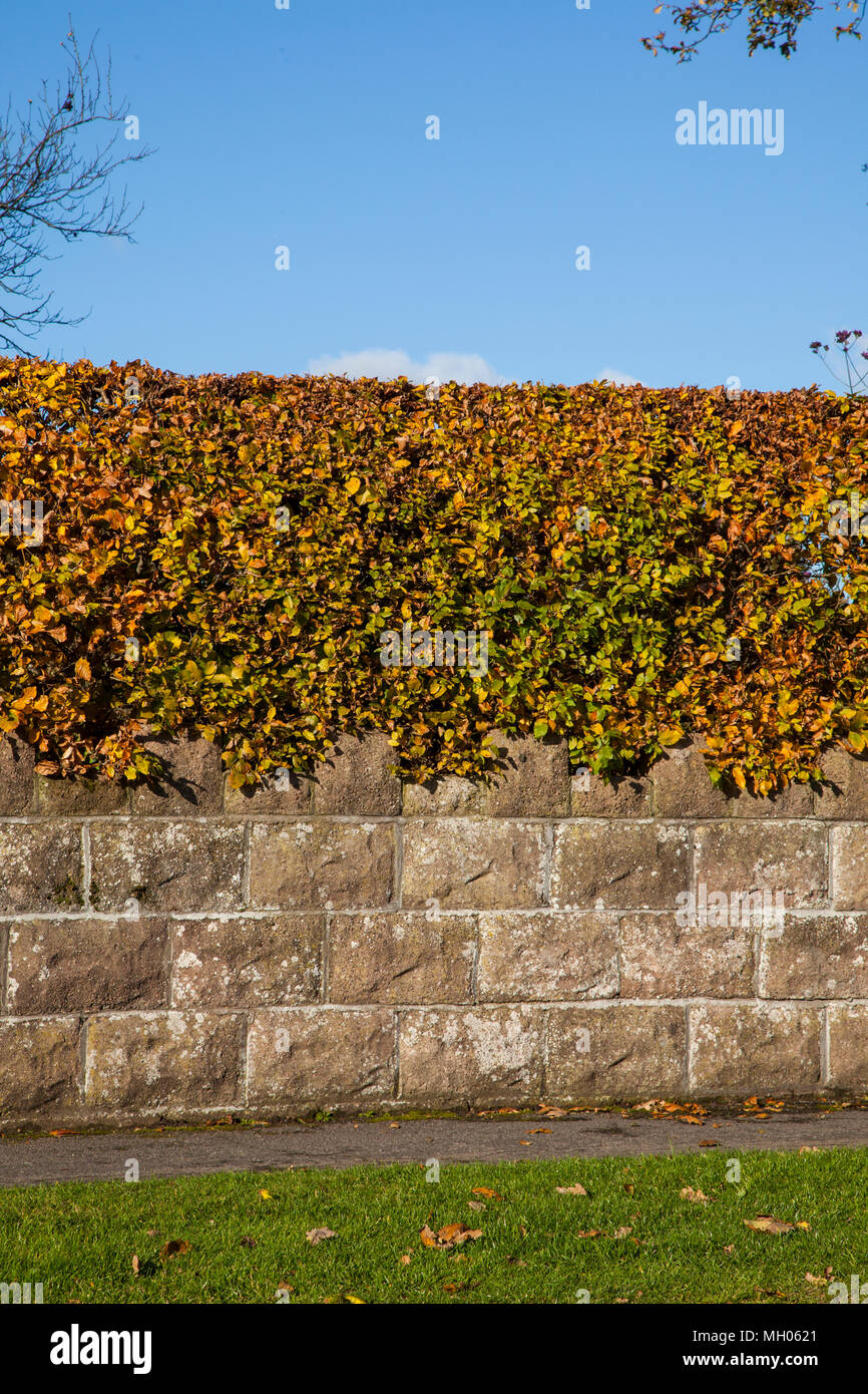 Buche hedge ‎Fagus sylvatica seinen frühen Herbst Farben als Ostindischen zu einem Englischen Garten oberhalb einer Wand anzeigen Stockfoto