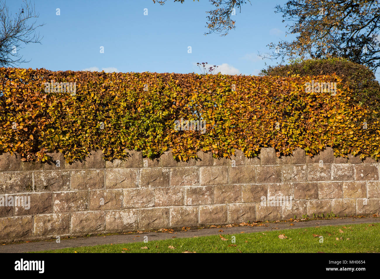 Buche hedge ‎Fagus sylvatica seinen frühen Herbst Farben als Ostindischen zu einem Englischen Garten oberhalb einer Wand anzeigen Stockfoto