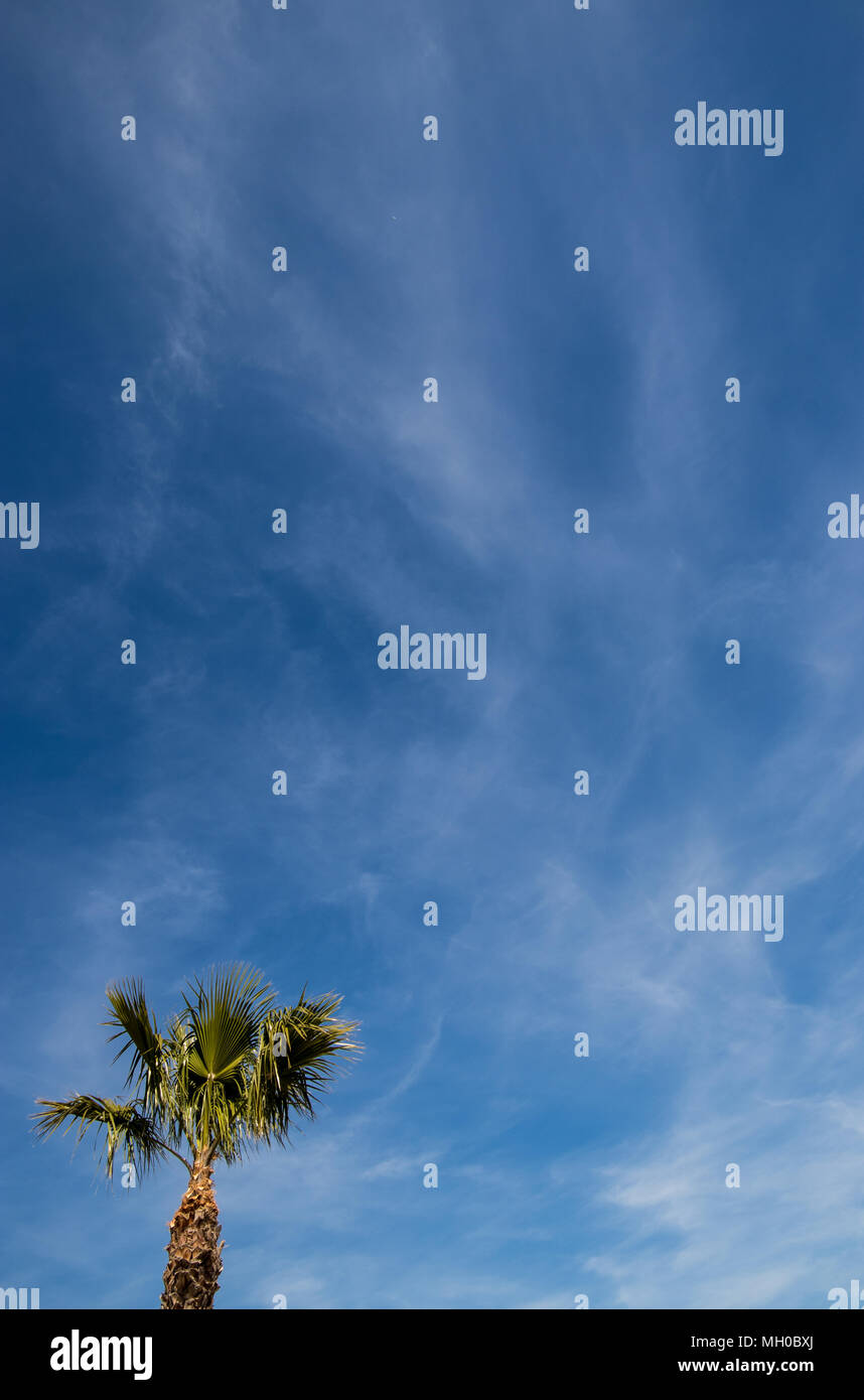 Datum Dattelpalme (Phoenix dactylifera) vor blauem Himmel Stockfoto