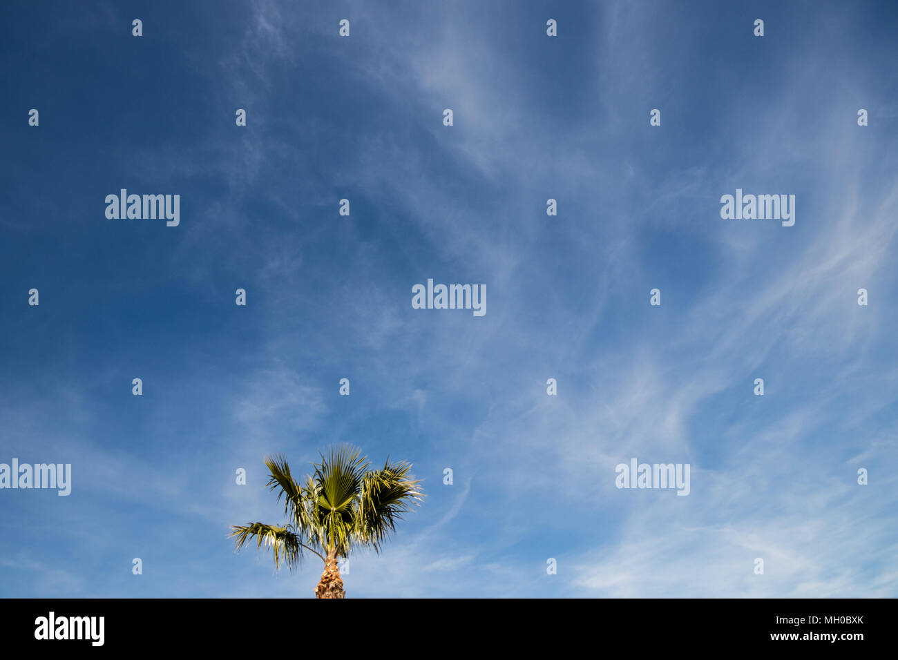 Datum Dattelpalme (Phoenix dactylifera) vor blauem Himmel Stockfoto