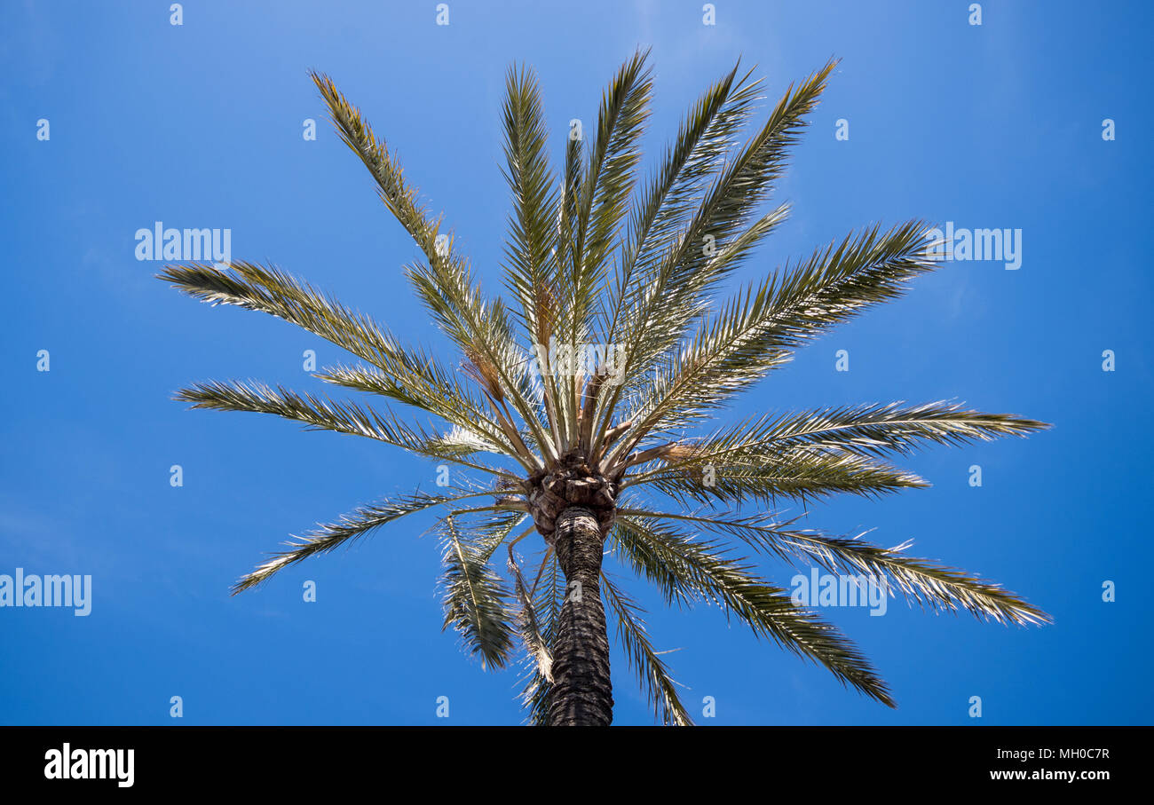 Datum Dattelpalme (Phoenix dactylifera) vor blauem Himmel Stockfoto