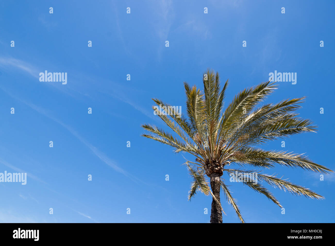 Datum Dattelpalme (Phoenix dactylifera) vor blauem Himmel Stockfoto