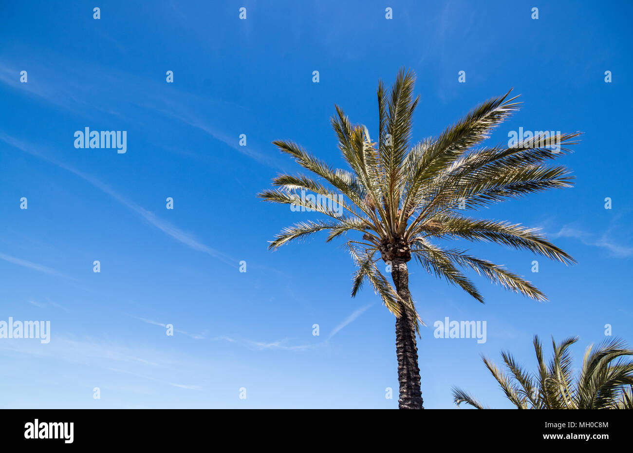 Datum Dattelpalme (Phoenix dactylifera) vor blauem Himmel Stockfoto