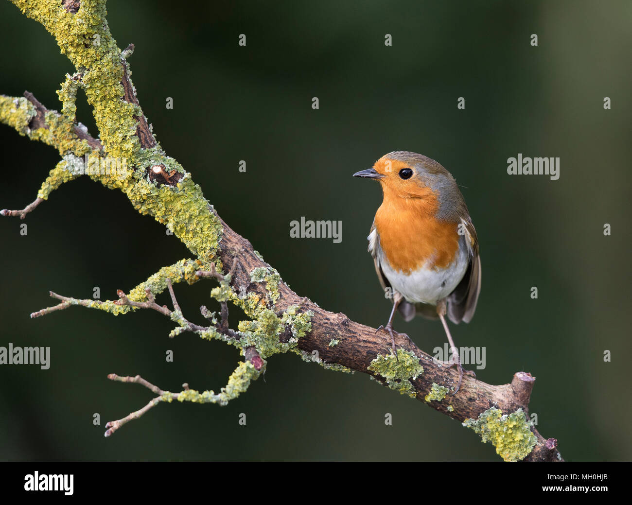 Europäische Rotkehlchen, erithacus Rubecula, auf einem Zweig im Winter, Wales.DE Stockfoto