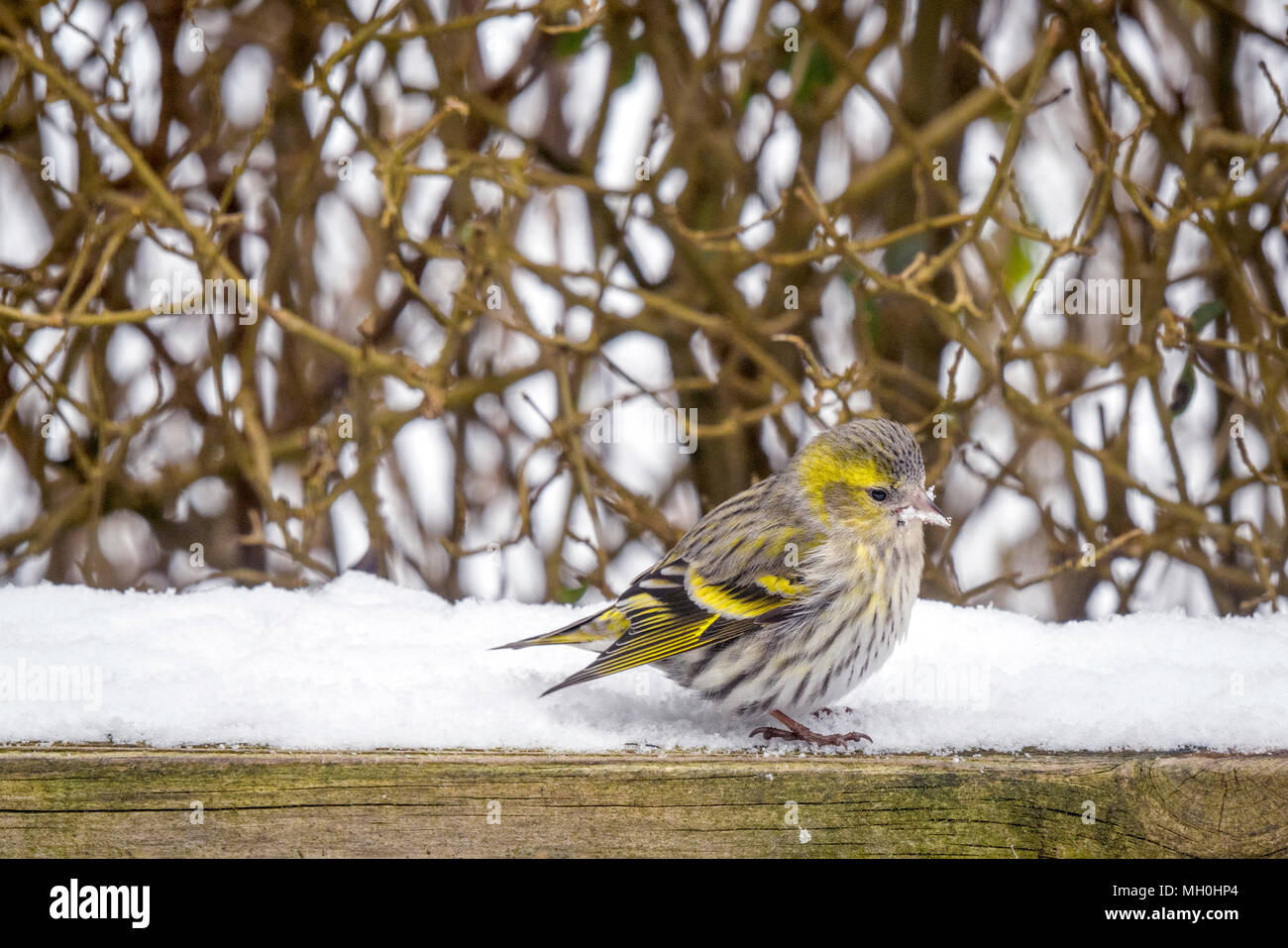 Eurasian Siskin sitzen im Schnee auf einem hölzernen Zaun in einem Garten im Winter Stockfoto