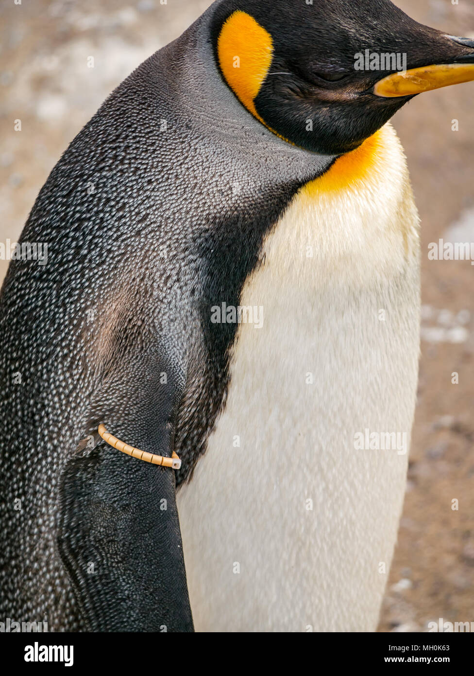 Nahaufnahme Kaiserpinguin, Aptenodytes forsteri, Kaiserpinguine, in einem Zoogehege, Großbritannien Stockfoto