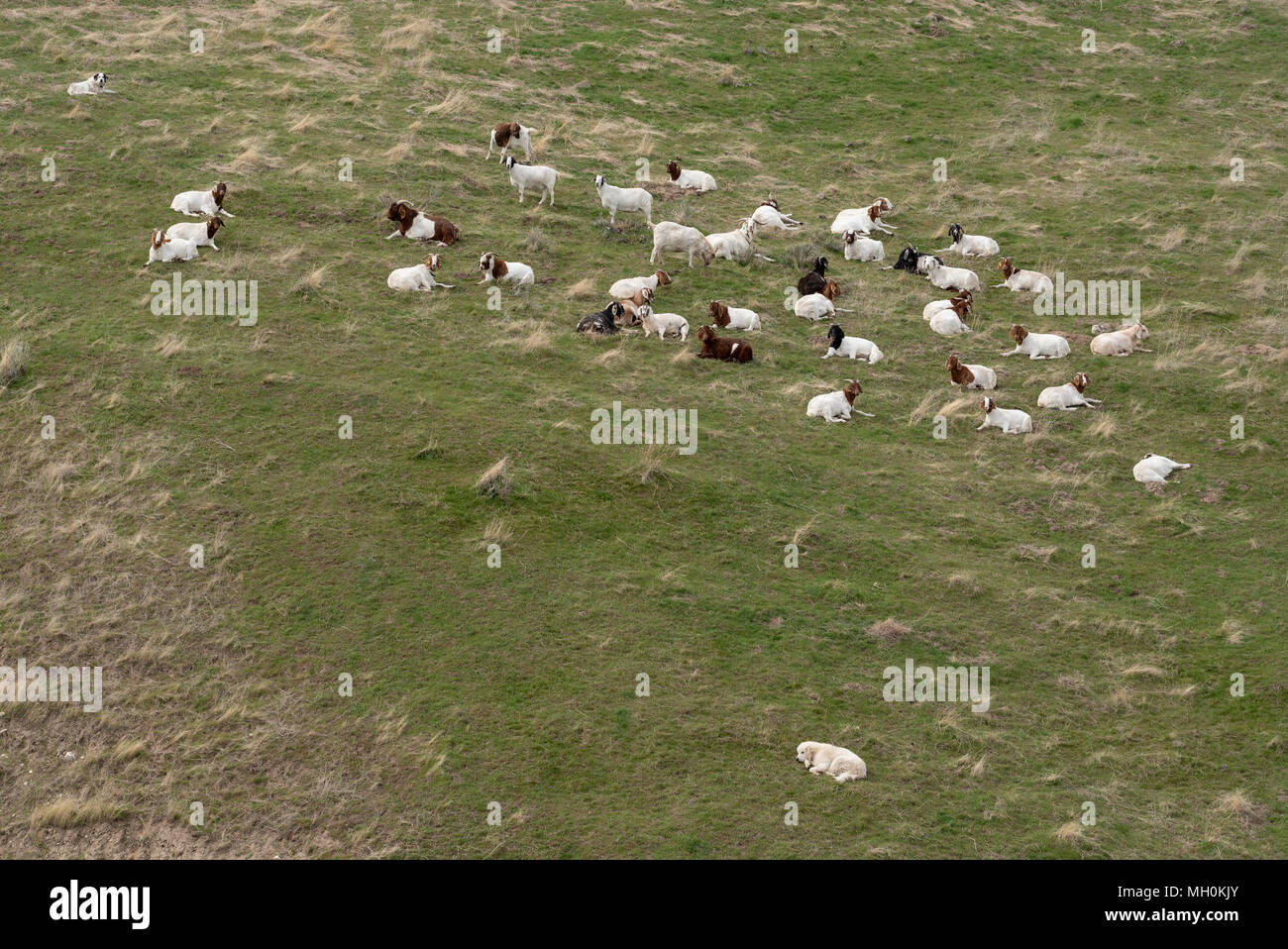 Wachhunde mit einer Herde von Ziegen auf einem Bauernhof im Südosten Washingtons. Stockfoto