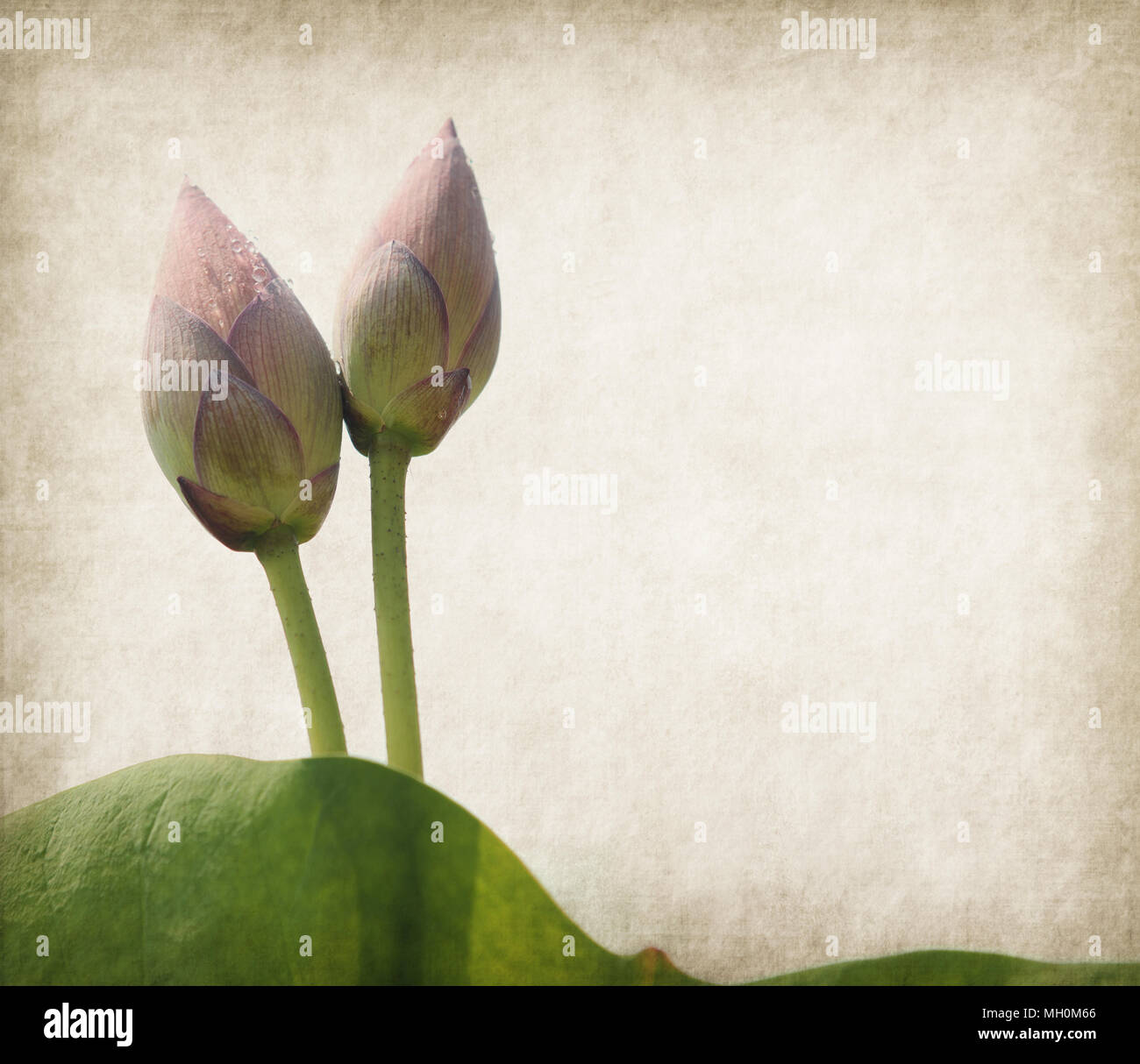 Seerose auf strukturiertem Grunge Hintergrund Stockfoto