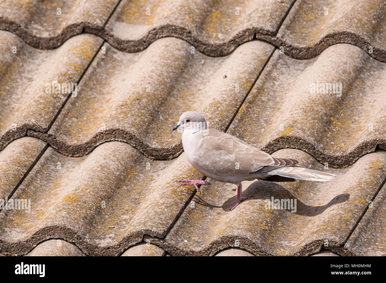 Vogel, Eurasian collared Dove, Streptopelia decaocto, Wandern auf Dachziegeln, Santpedor, Katalonien, Spanien Stockfoto