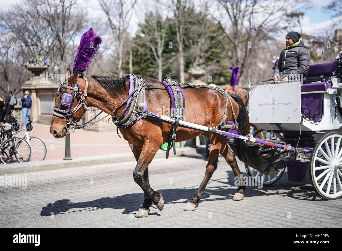 Ein Pferd und Wagen im Central Park, New York City in den Vereinigten Staaten. Aus einer Reihe von Fotos in den Vereinigten Staaten. Foto Datum: Sonntag, 8. April Stockfoto