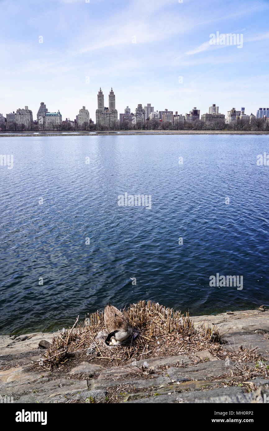 Eine Gans neigt dazu, seine Eier am See im Central Park, New York City in den Vereinigten Staaten. Aus einer Reihe von Fotos in den Vereinigten Staaten. P Stockfoto