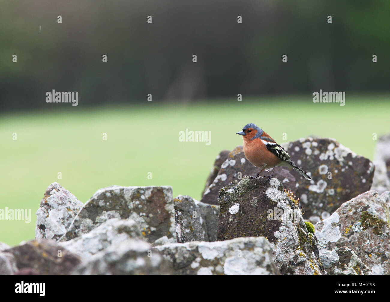 [Buchfink Fringilla coelebs] auf trockenen Steinmauer Stockfoto