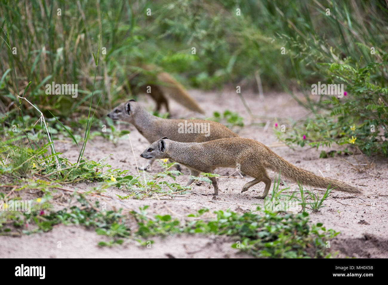 Yellow Mongoose, Rot oder Bushy-tailed Mongoose (Cynictus penicillata). Leben in Paaren und Familien, die oft Grünfutter allein. Okavango Delta, Botswana Stockfoto