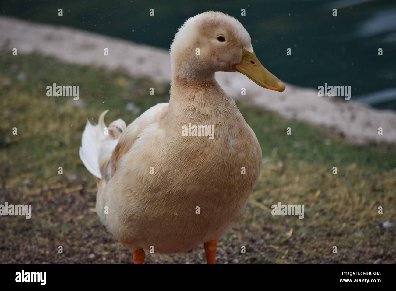 Lahme ente -Fotos und -Bildmaterial in hoher Auflösung – Alamy