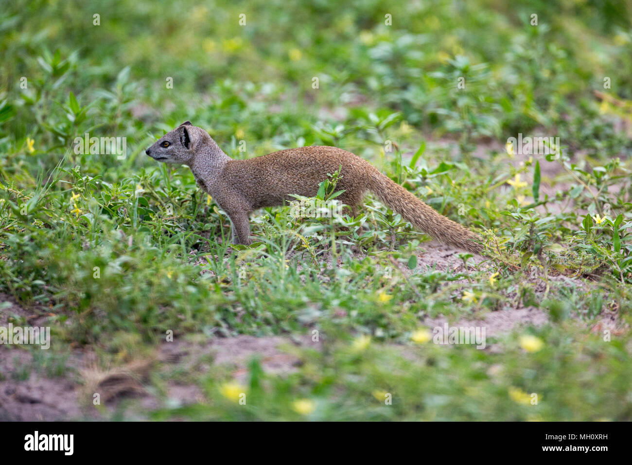 Yellow Mongoose, Rot oder Bushy-tailed Meerkat, (Cynictus penicillata). Leben in Paaren und Familien. Oft Grünfutter allein. Okavango Delta, Botswana Stockfoto
