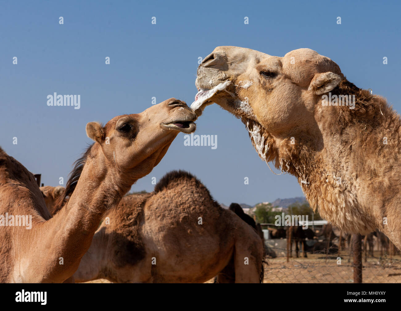 Kamel in einer Furche, Najran Provinz Najran, Saudi-Arabien Stockfoto