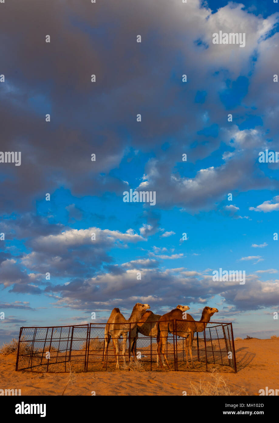 Kamele in der Wüste nafoud, Hagel Provinz, Wüste Nefud Al-Kebir, Saudi-Arabien Stockfoto