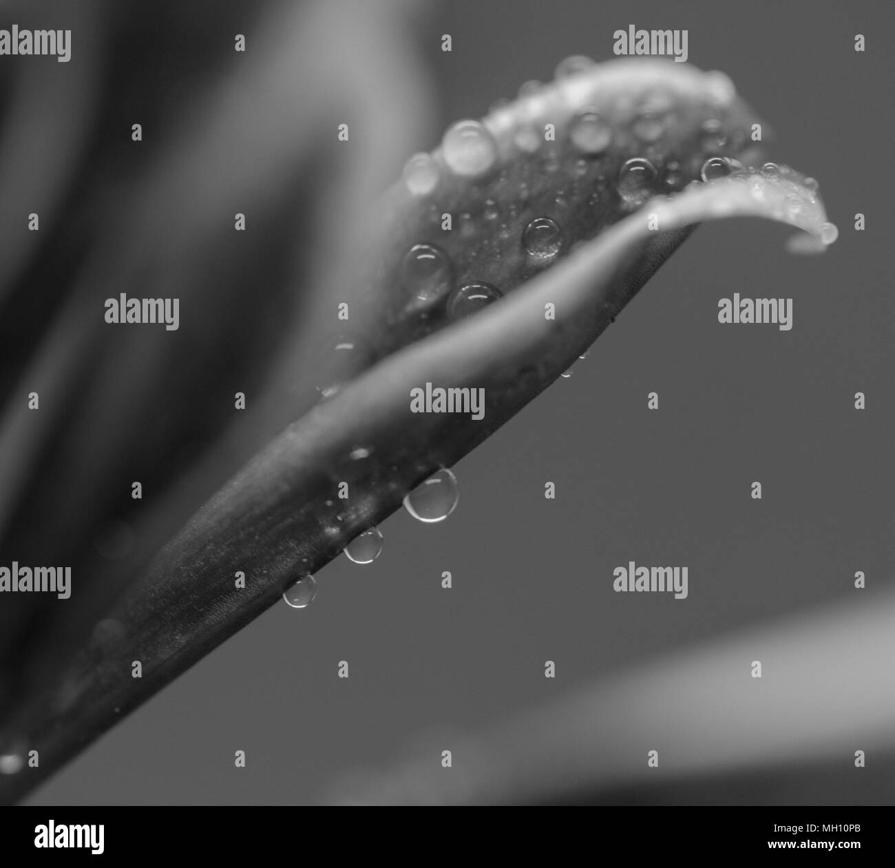 Drei kleiner Wassertropfen auf der Unterseite eines Blattes Stockfoto