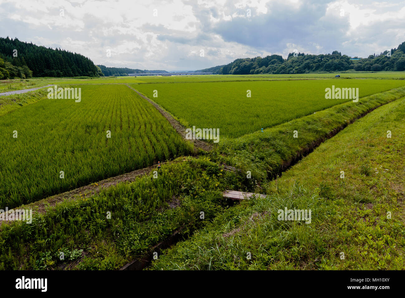 Norden Japans Reisfeld Stockfoto
