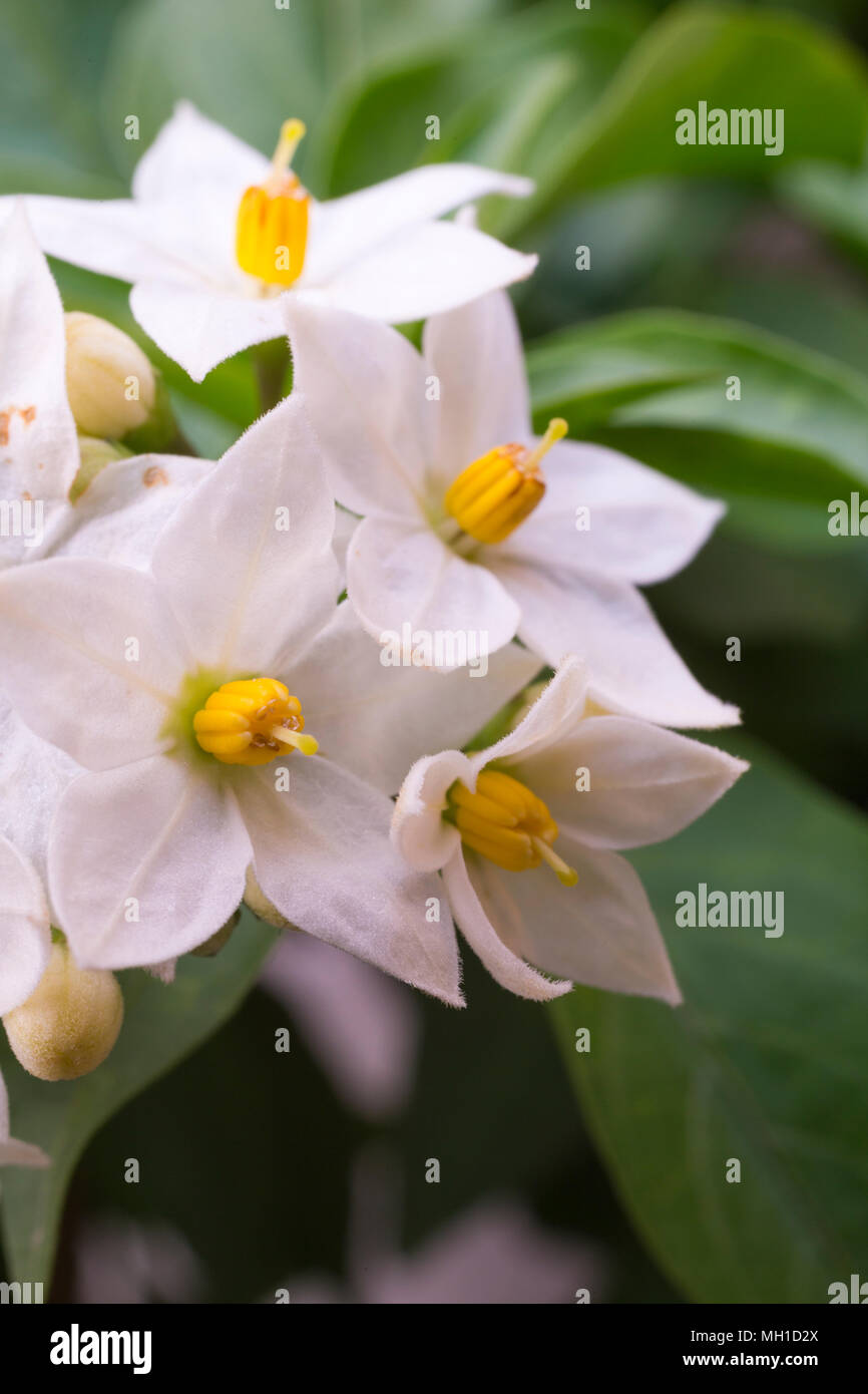 Solanum jasminoides Stockfoto