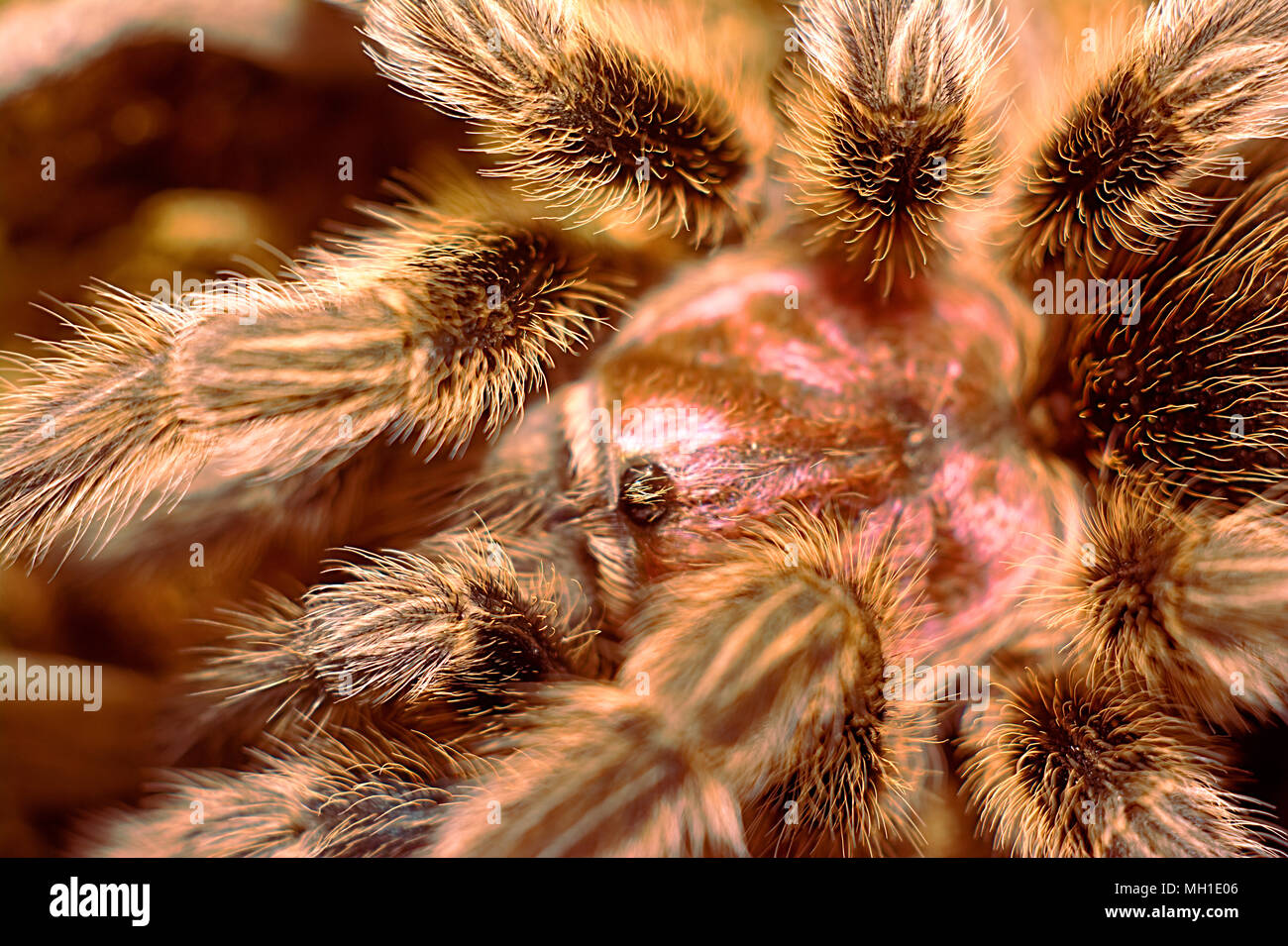 Birdspider Makro erfassen Stockfoto