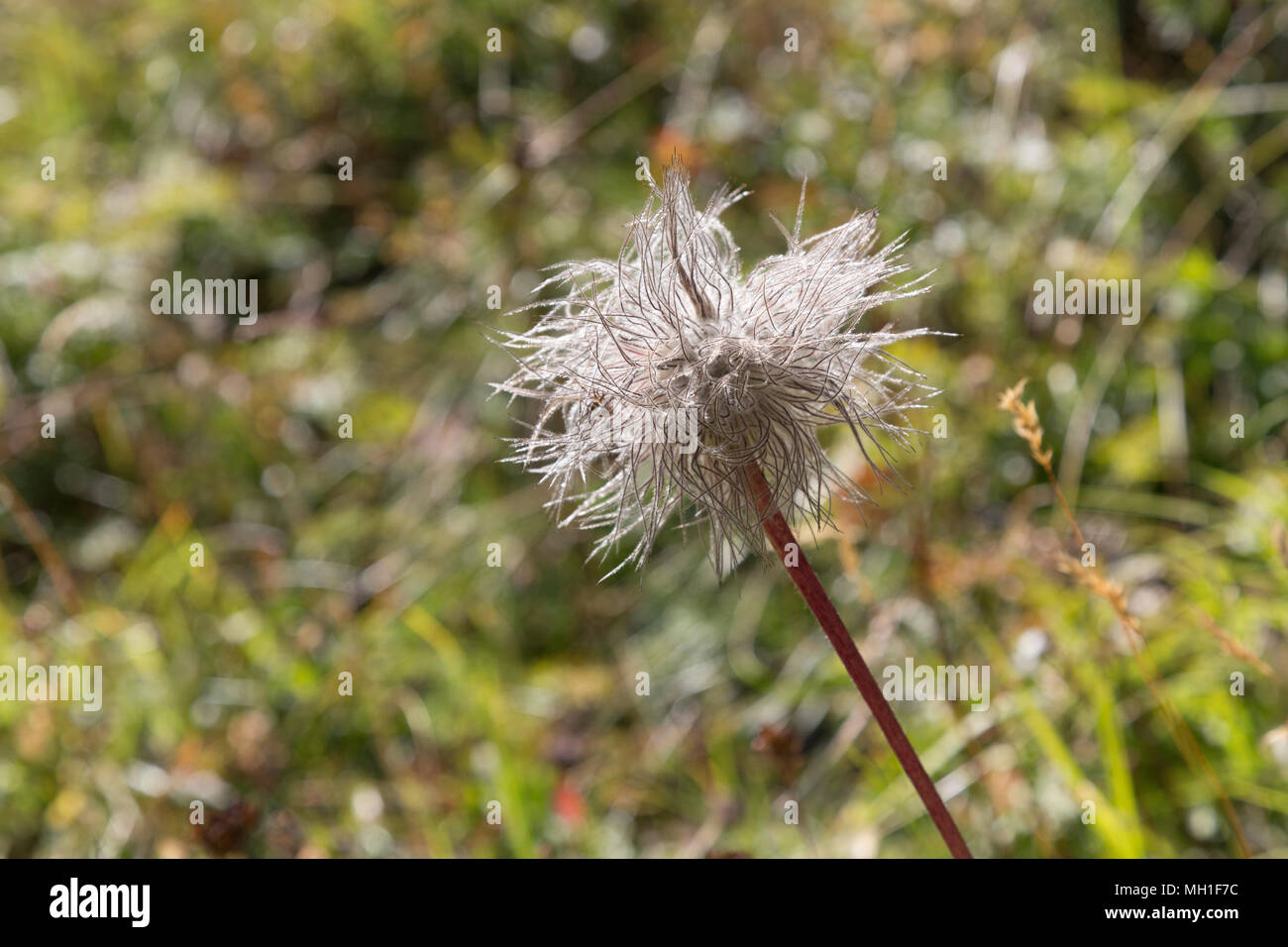 Löwenzahn im grünen Gras in den Schweizer Alpen Stockfoto