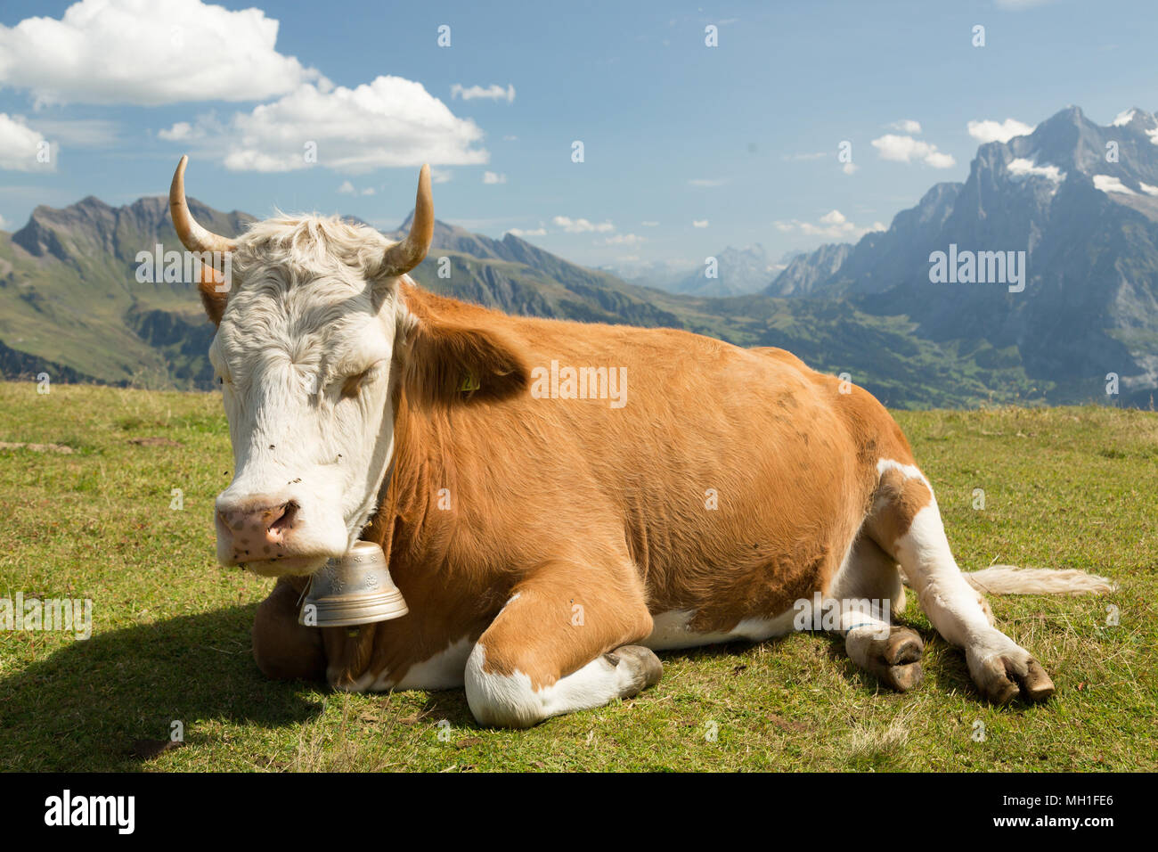 Kuh Beweidung auf die frische grüne Gras in den Schweizer Alpen Stockfoto