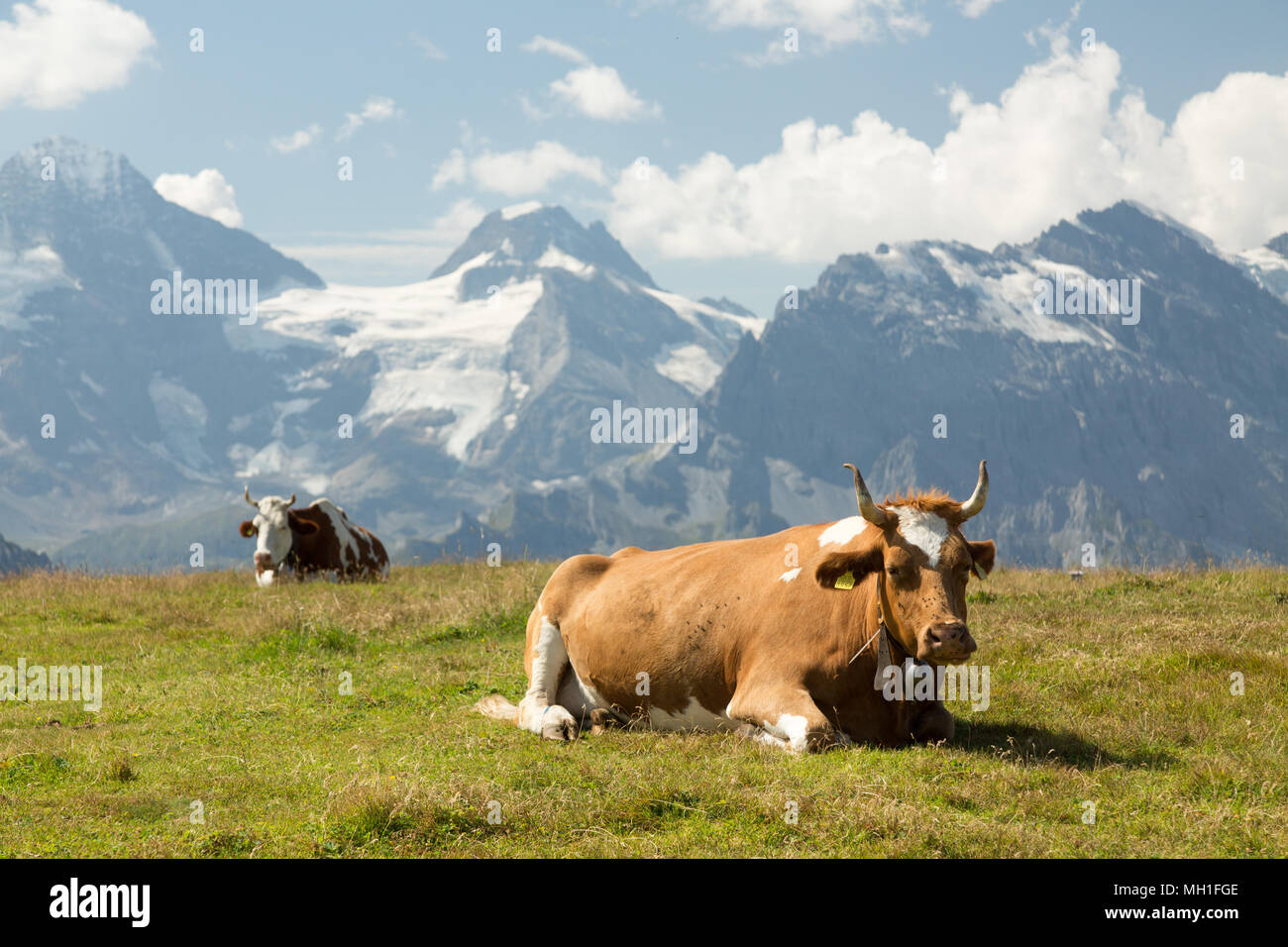 Kuh Beweidung auf die frische grüne Gras in den Schweizer Alpen Stockfoto