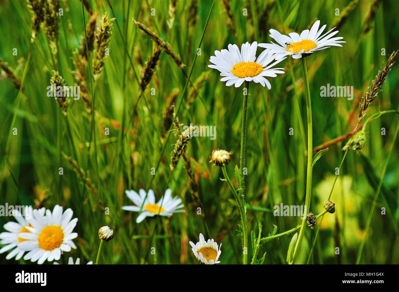 Detail der Berge Wiese mit Blumen, Gräser und Ähren im Frühjahr. Stockfoto