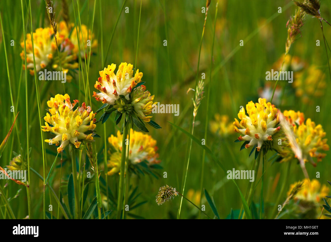 Detail aus einem Bereich der Wundklee vulneraria im Frühjahr mit Blumen, Gräser und Ohren. Stockfoto