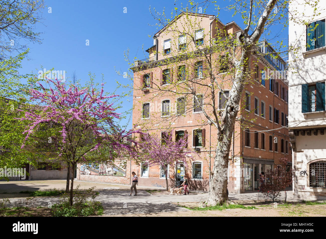 Venedig im Frühling, rosa Blüte an Bäumen in Campiello di Arras, Dorsoduro  Venedig, Venetien, Italien mit einem Jungen zu einem Hund Stockfotografie -  Alamy