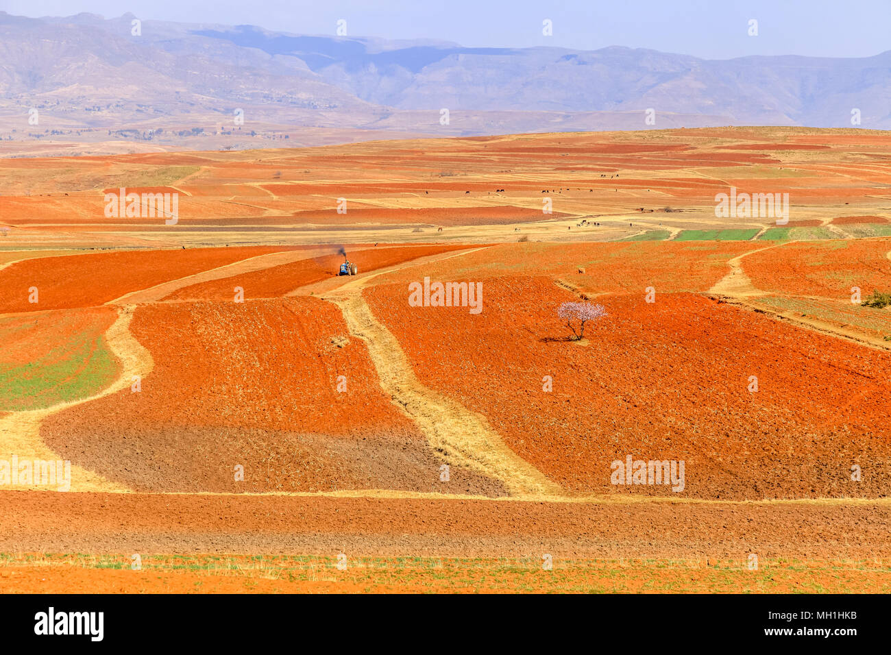 Dramatisch schöne Berglandschaft mit terrassed Felder im Frühling, Lesotho, Südafrika Stockfoto