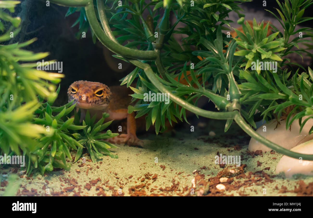 Orange gemeinsame Leopard gecko versteckt im grünen Pflanzen in ein Terrarium Stockfoto