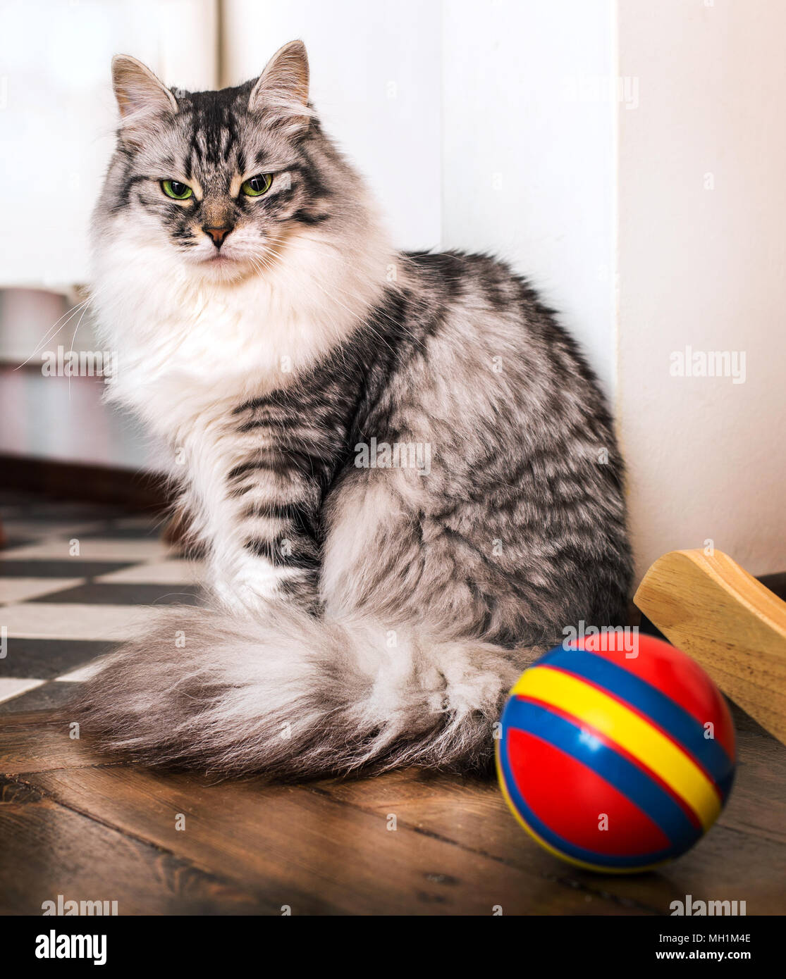 Graue Katze sitzt in der Nähe zu einem roten Ball Stockfoto
